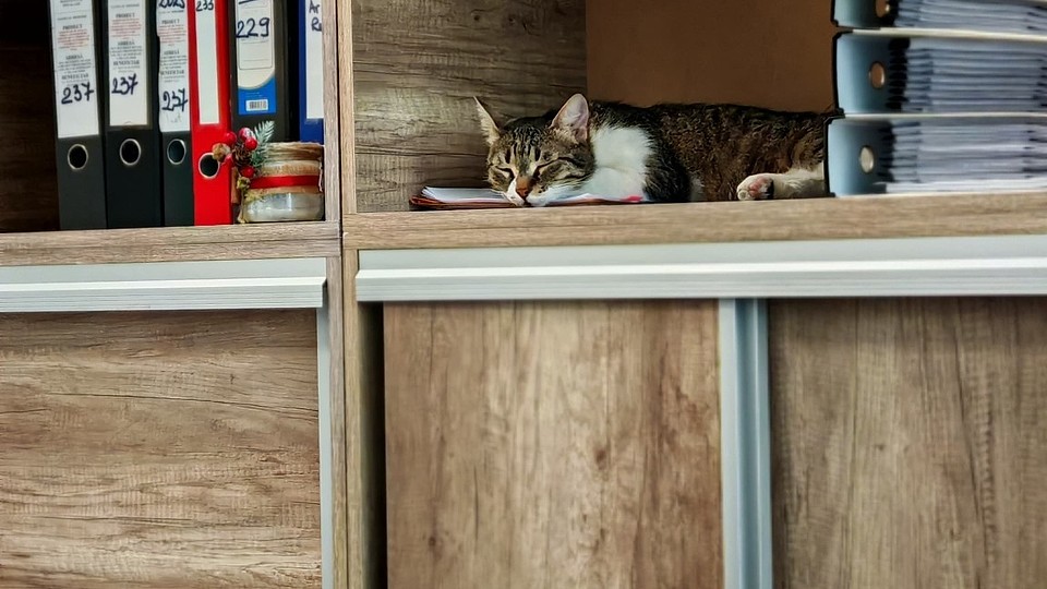Jessy, pisica de la Primărie, face ordine în dosare… în felul ei