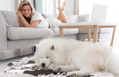 Removing Dog Hair from Carpets