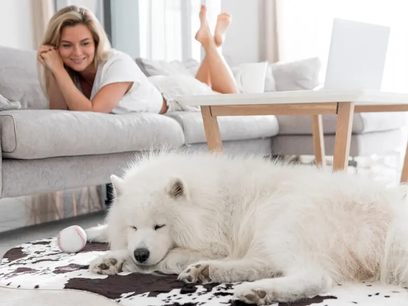 Cum elimini părul de câine de pe covoare