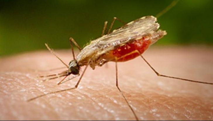 Ai aceste simptome? Mergi imediat la medic: ai putea fi infectat cu virusul West Nile!