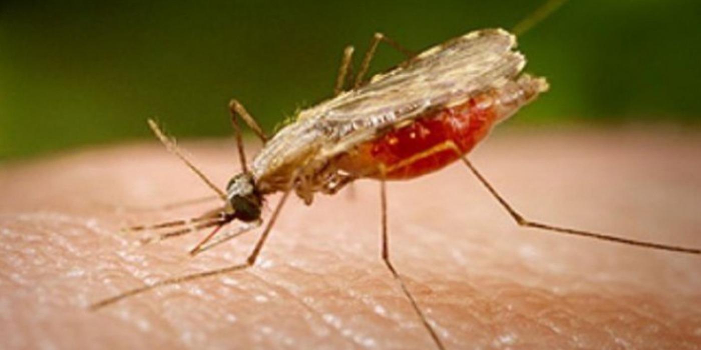 Ai aceste simptome? Mergi imediat la medic: ai putea fi infectat cu virusul West Nile!