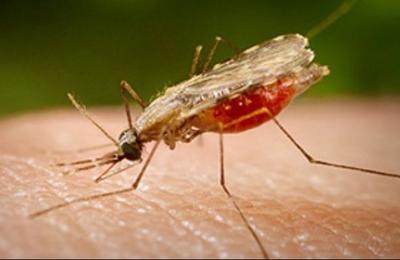 Ai aceste simptome? Mergi imediat la medic: ai putea fi infectat cu virusul West Nile!