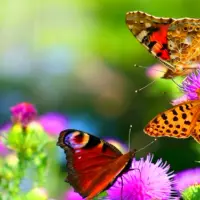 Plante care atrag fluturi la tine in gradina