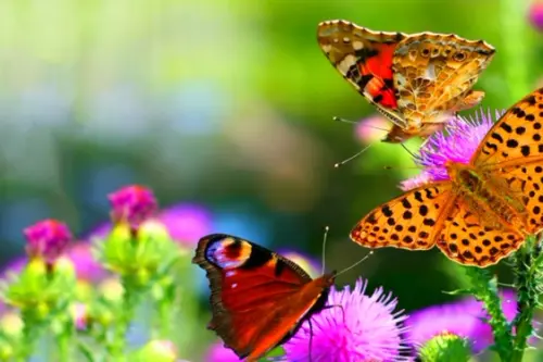 Plante care atrag fluturi la tine in gradina