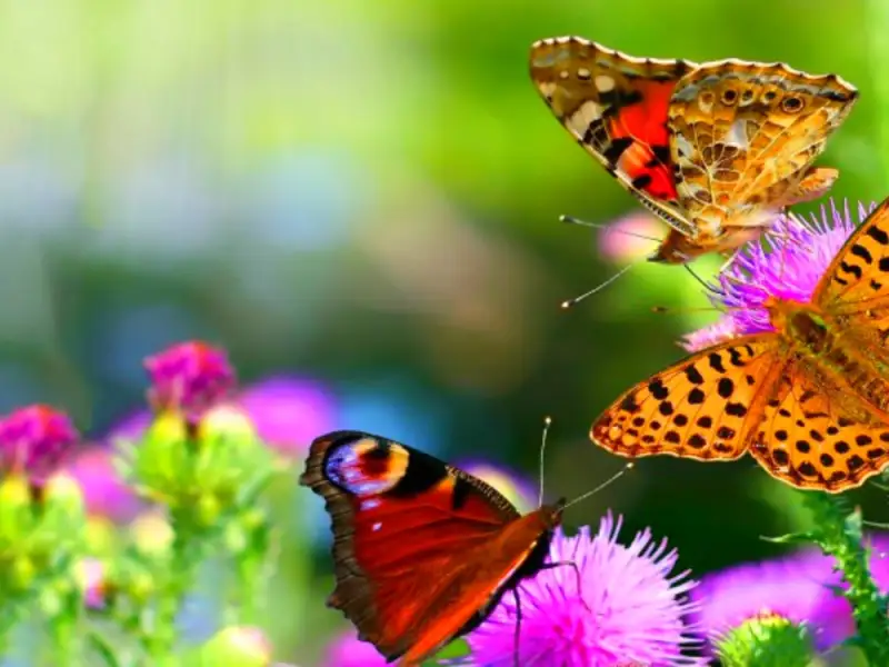 Plante care atrag fluturi la tine in gradina