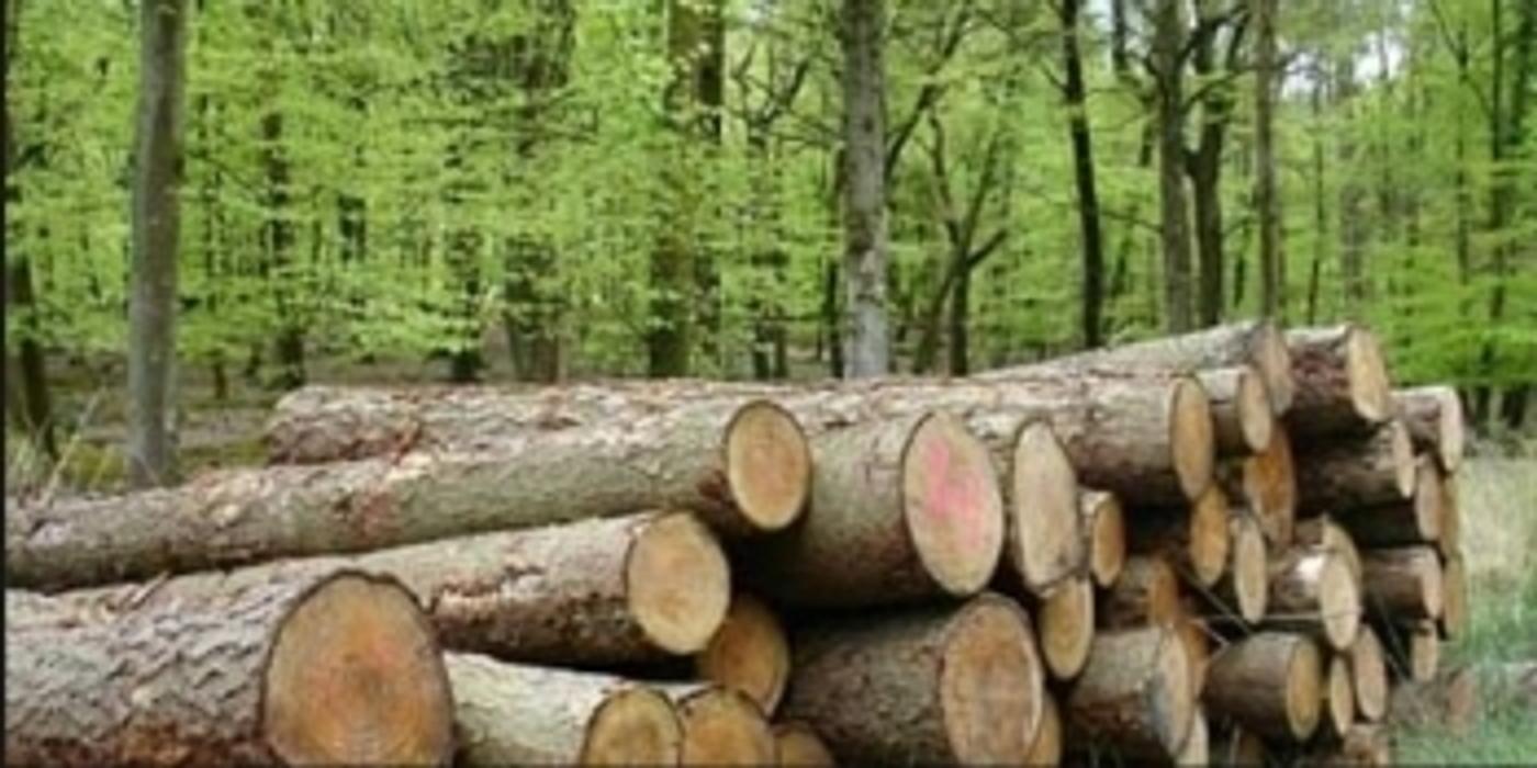 UPDATE Raport Greenpeace Au fost identificate legături ale unui număr de cel puţin şapte furnizori IKEA din România cu distrugerea pădurilor naturale sau a altor arii cu valoare ridicată de conservare / Poziţia companiei