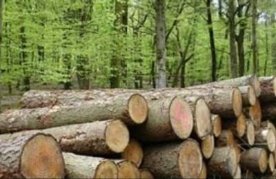 UPDATE Raport Greenpeace Au fost identificate legături ale unui număr de cel puţin şapte furnizori IKEA din România cu distrugerea pădurilor naturale sau a altor arii cu valoare ridicată de conservare / Poziţia companiei