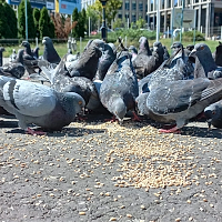 Când lumea rulează în „slow motion” pentru porumbei. O lecție despre biologie, percepție și viteza timpului