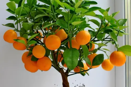 Mandarinul pitic, perfect pentru casa ta