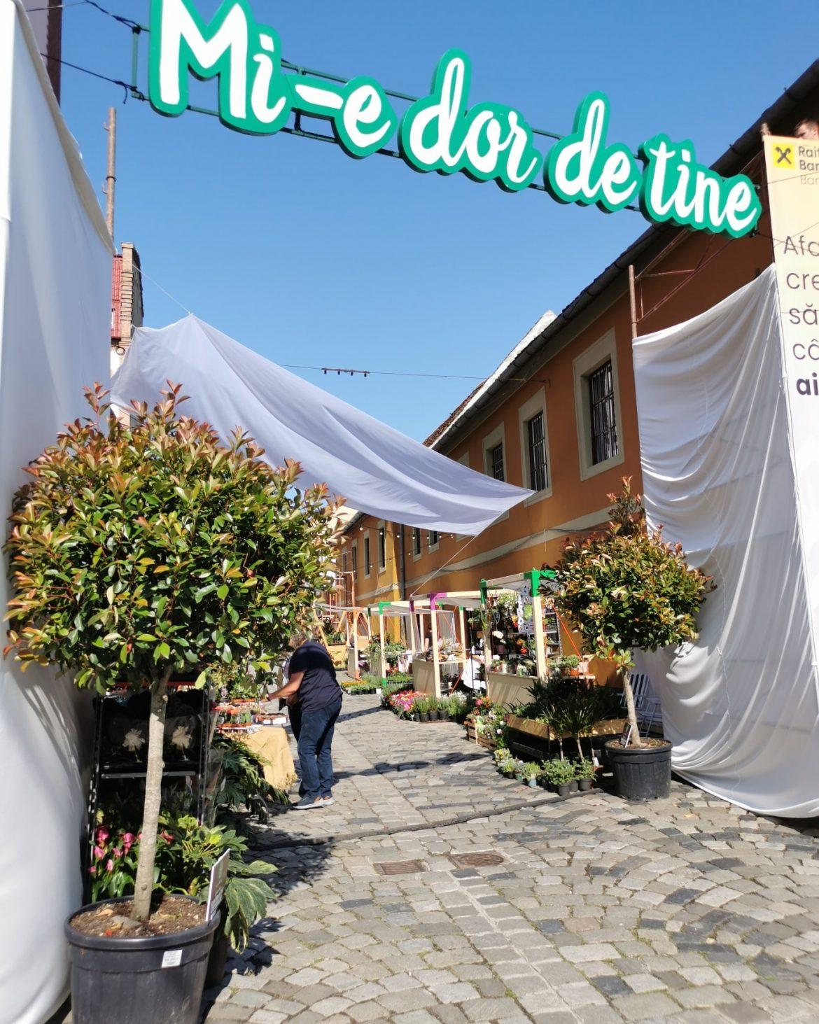 Strada Potaissa din Cluj e plină iarăși de flori