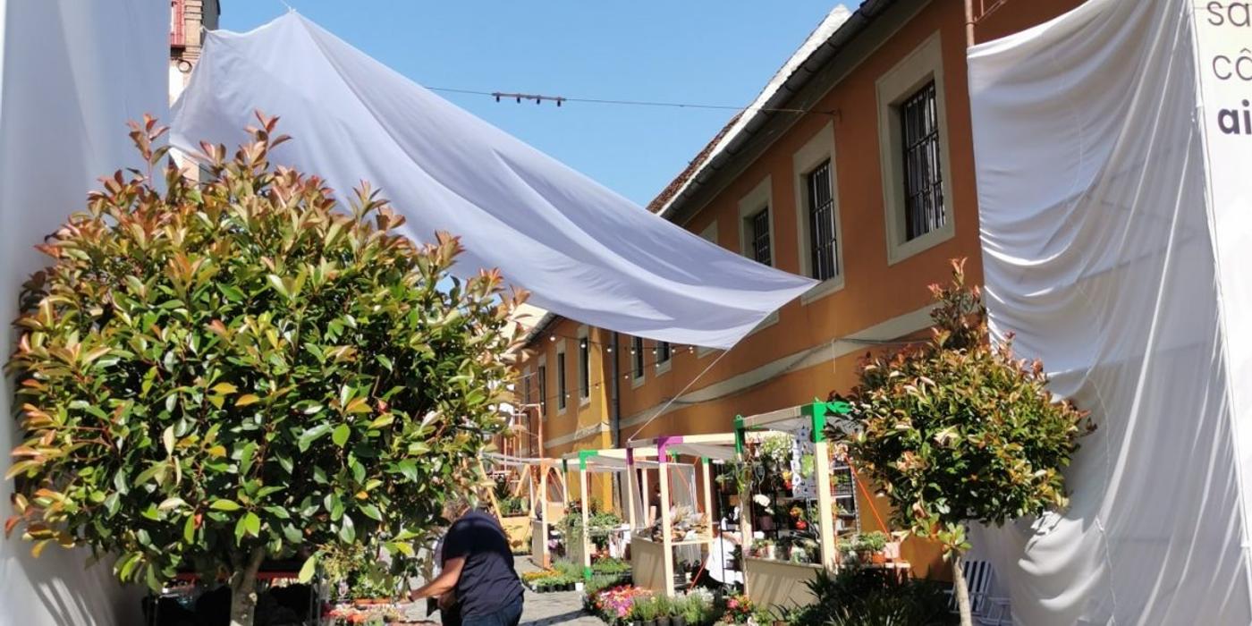 Strada Potaissa din Cluj e plină iarăși de flori