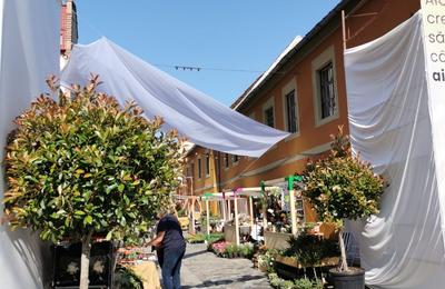 Strada Potaissa din Cluj e plină iarăși de flori