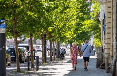 Peste 3.700 copaci au fost plantați de Primăria Cluj-Napoca în perioada 2023-2024