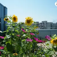 Gradini pe acoperisurile blocurilor, oaze de verdeata in mijlocul oraselor