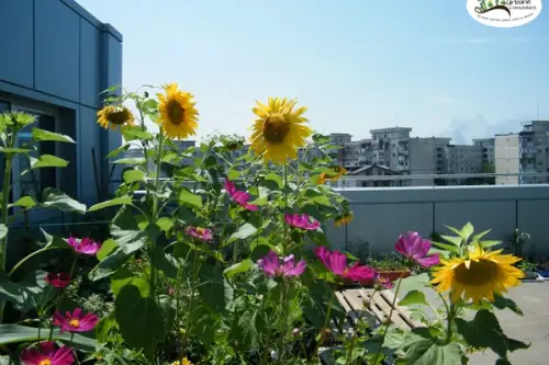 Gradini pe acoperisurile blocurilor, oaze de verdeata in mijlocul oraselor