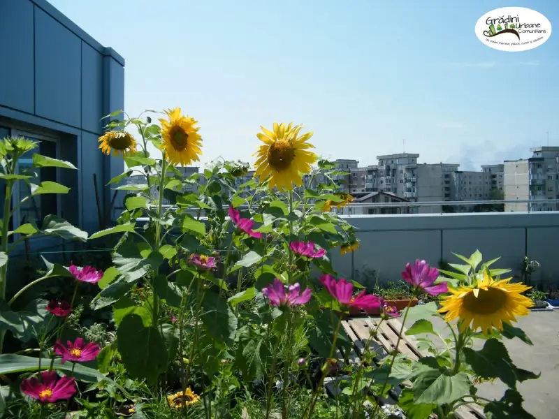 Gradini pe acoperisurile blocurilor, oaze de verdeata in mijlocul oraselor