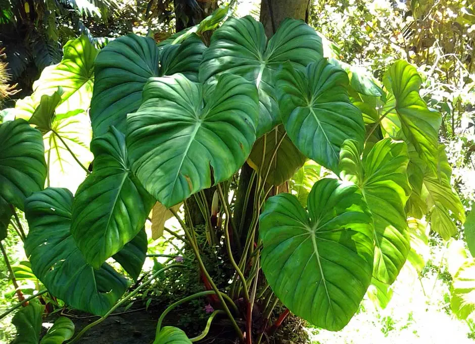 Filodendronul – o planta durabila pentru casa ta