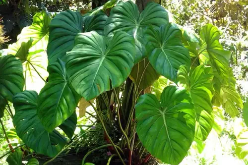 Filodendronul – o planta durabila pentru casa ta