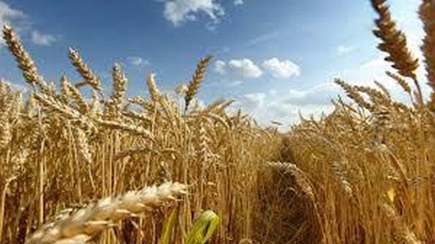 Marcel Ciolacu, întrebat dacă a greşit Petre Daea: Am înţeles că trebuie să fie şi un ţap ispăşitor / A fost o decizie total greşită a comisarului pe Agricultură