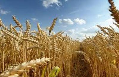 Marcel Ciolacu, întrebat dacă a greşit Petre Daea: Am înţeles că trebuie să fie şi un ţap ispăşitor / A fost o decizie total greşită a comisarului pe Agricultură