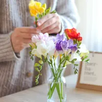 Frezia, sfaturi pentru ingrijire si inmultire