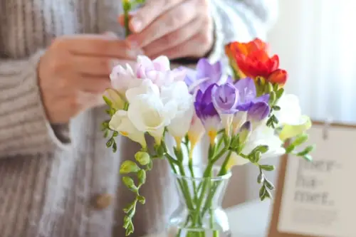 Frezia, sfaturi pentru ingrijire si inmultire