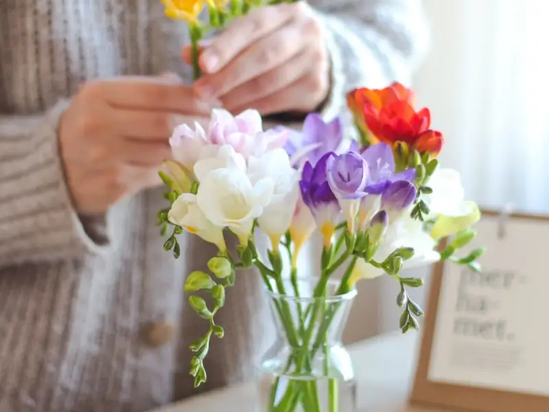 Frezia, sfaturi pentru ingrijire si inmultire