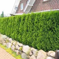 Cum se ingrijeste un gard viu?