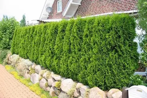 Cum se ingrijeste un gard viu?