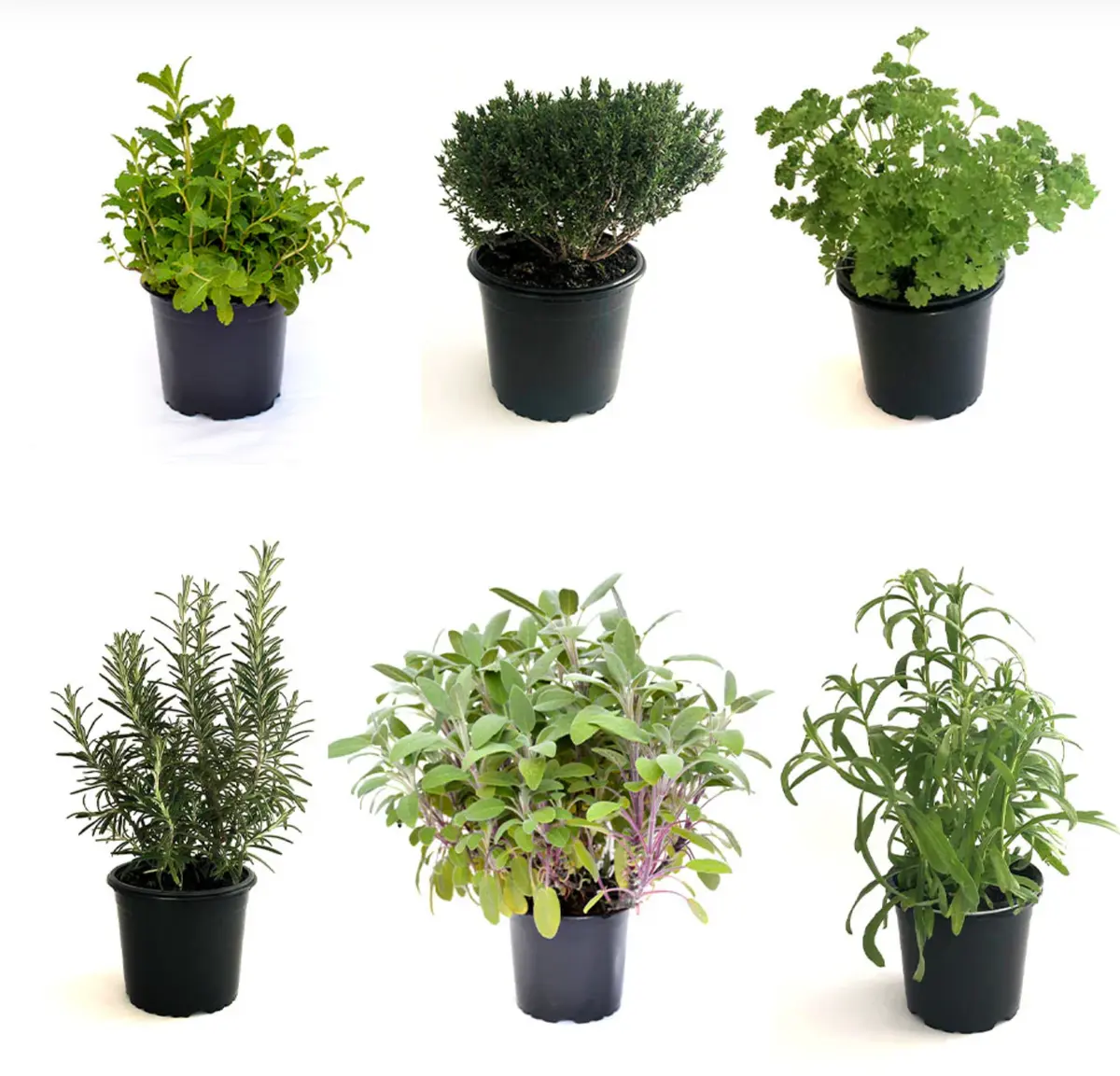 Plante aromatice pe care le poți crește acasă și cum să le folosești în bucătărie