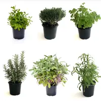 Plante aromatice pe care le poți crește acasă și cum să le folosești în bucătărie