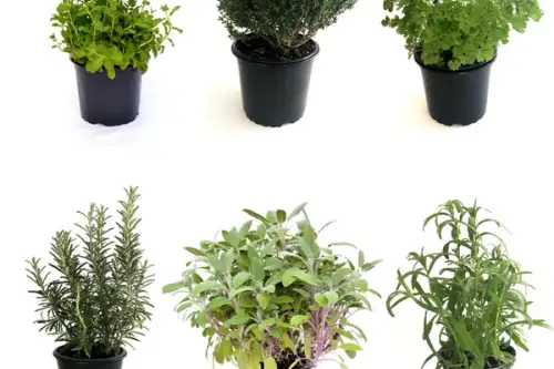 Plante aromatice pe care le poți crește acasă și cum să le folosești în bucătărie