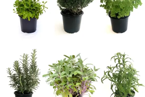 Plante aromatice pe care le poți crește acasă și cum să le folosești în bucătărie