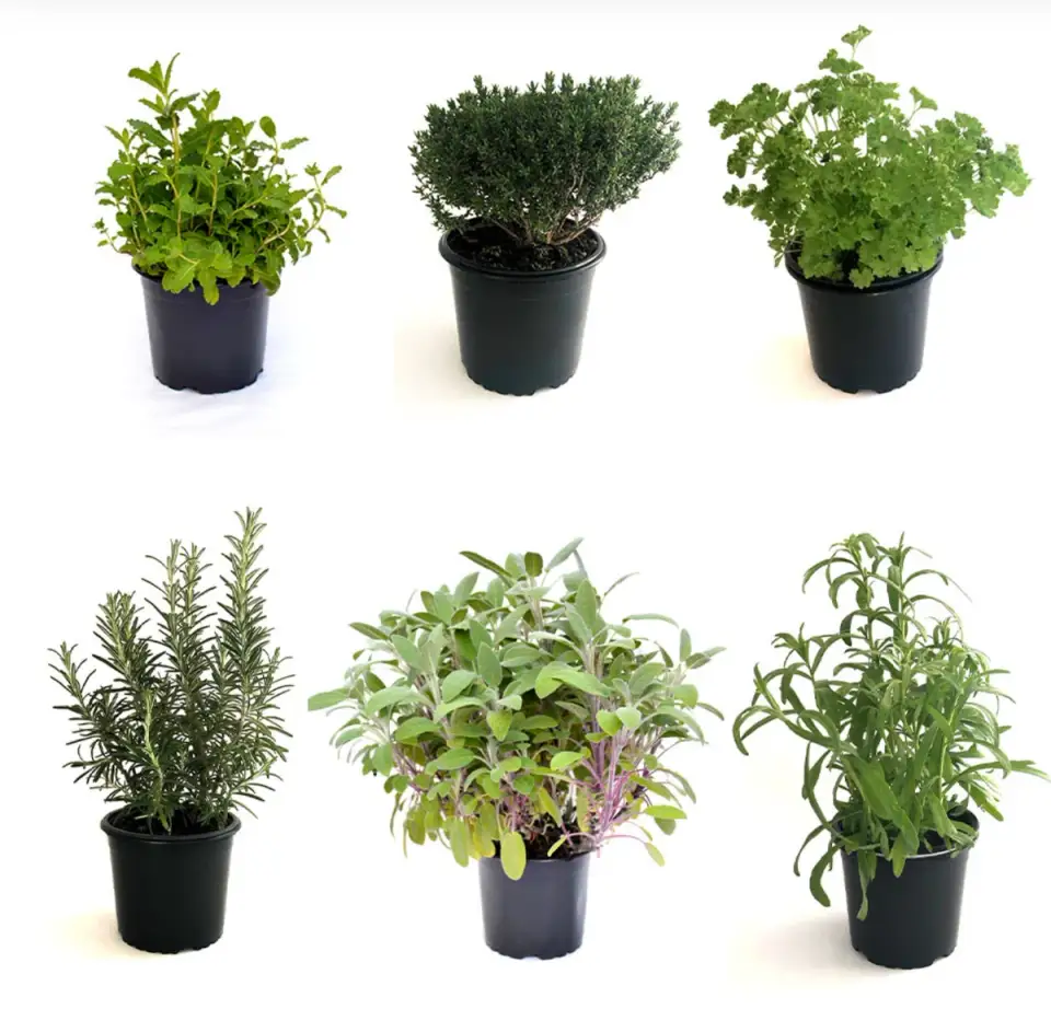 Growing Aromatic Plants at Home and Using Them in the Kitchen