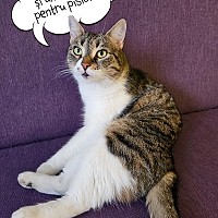 Festivalul Pisicilor în Sectorul 6? O idee adorabilă care prinde contur!