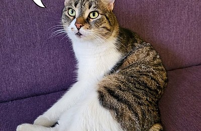 Festivalul Pisicilor în Sectorul 6? O idee adorabilă care prinde contur!