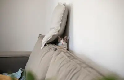 10 Tips for Caring for a Cat in a Small Space: Apartment Life