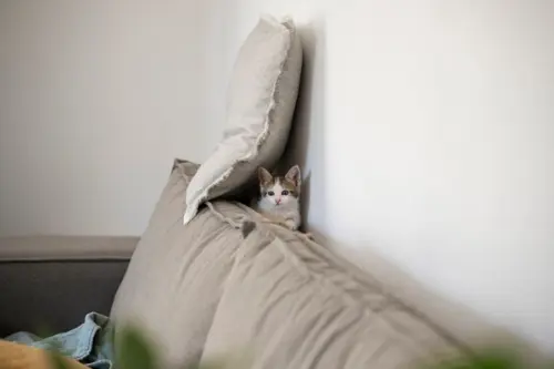 10 Sfaturi pentru a Îngriji Pisica într-un Spațiu Mic: Viața de Apartament