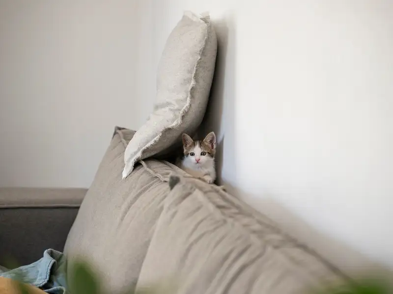 10 Sfaturi pentru a Îngriji Pisica într-un Spațiu Mic: Viața de Apartament