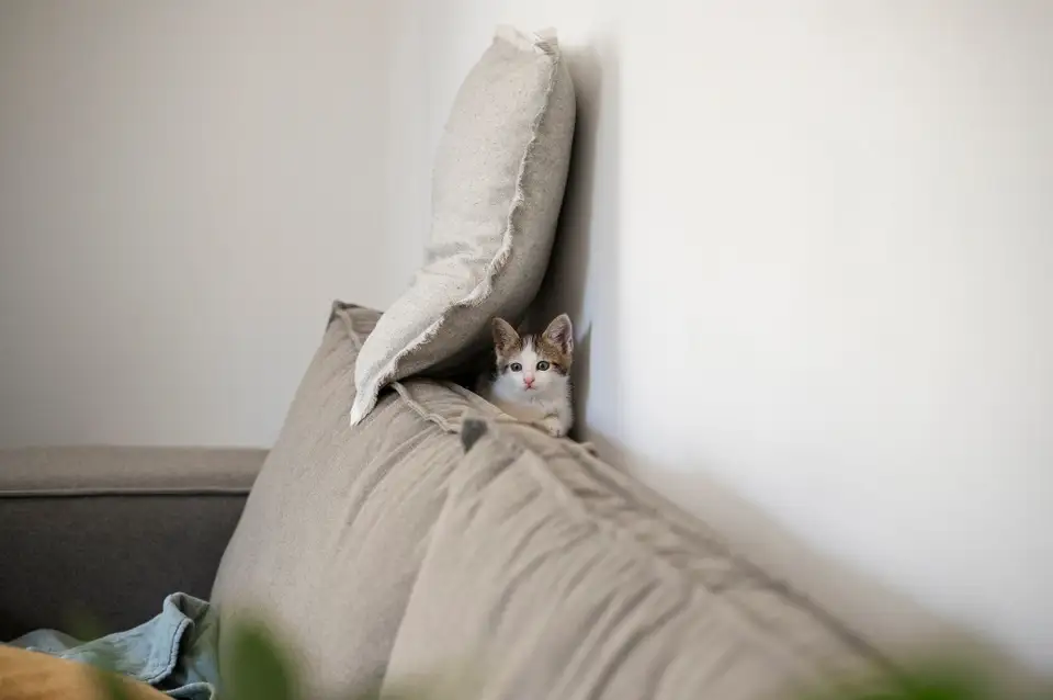 10 Tips for Caring for a Cat in a Small Space: Apartment Life