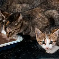 Recomandări privind hrana adecvată și controlul greutății pentru pisicile care nu au acces la exterior.