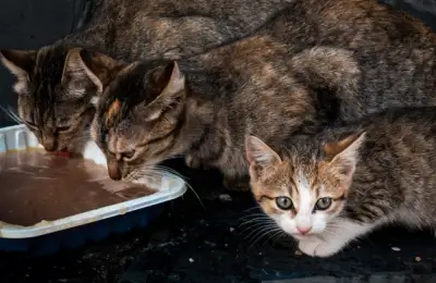 Dietary Recommendations and Weight Management for Indoor Cats