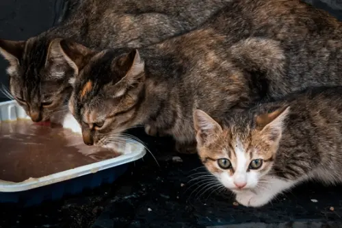 Recomandări privind hrana adecvată și controlul greutății pentru pisicile care nu au acces la exterior.