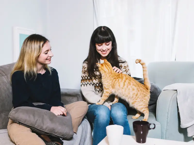 Rolul pisicilor în îmbunătățirea interacțiunii sociale în apartament