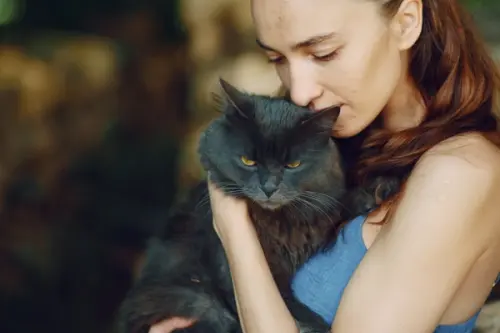 De ce pisicile în apartament ne aduc bucurii. Cum ne iubesc.