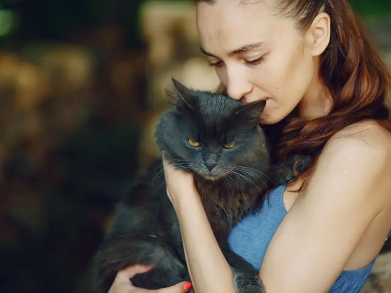 De ce pisicile în apartament ne aduc bucurii. Cum ne iubesc.