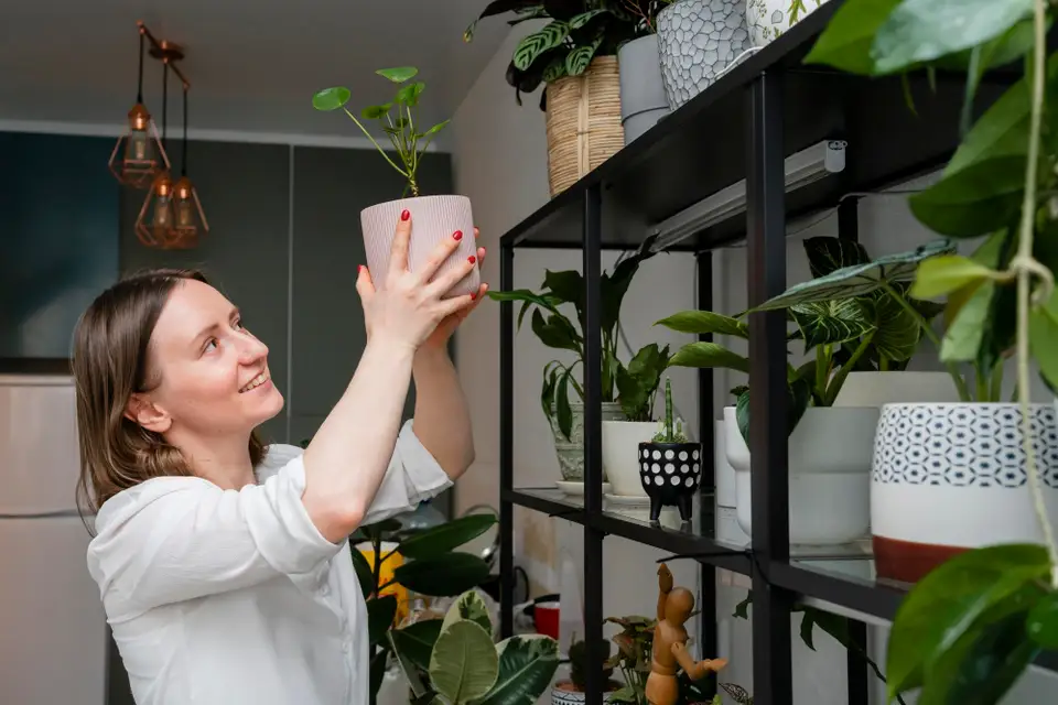 The Importance of Indoor Plants for Health and Home Aesthetics