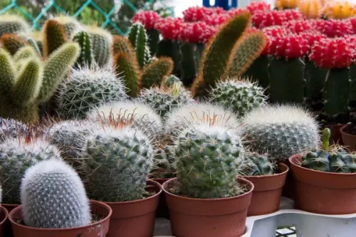 Cum se ingrijeste un cactus