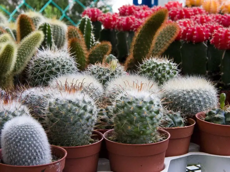 Cum se ingrijeste un cactus