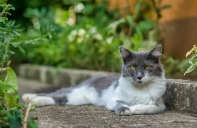 Zone de relaxare: Chiar și un mic colț cu scaun sau bancă poate transforma grădina într-un loc de odihnă